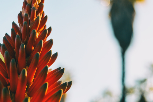 Dove trovare l'aloe arborescens con notevoli risultati